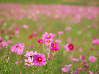 コスモスの花