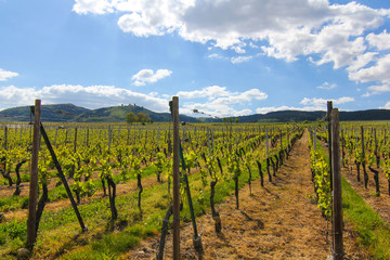 Fototapeta na wymiar Vineyards of Alsace France in sunny weather