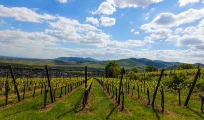 Fototapeta na wymiar Vineyards of Alsace France under clouds