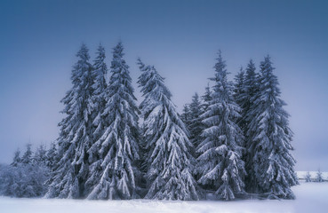 snow covered pine trees