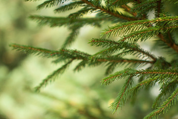 branch of a tree with needles