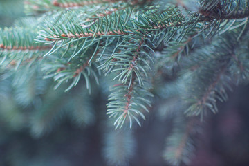 branch of a tree with needles