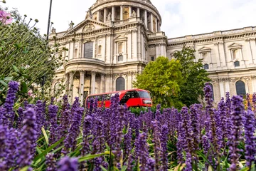 Foto op Plexiglas St. Paul's Cathedral and red bus in London with lavender on the foreground © offcaania