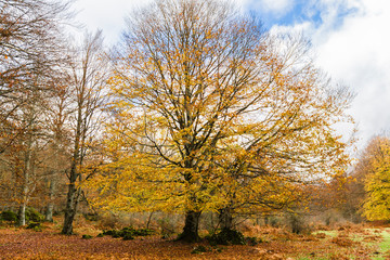 Fototapeta premium Autumn Landscape in the mountain range of Urbasa, Navarra. Spain