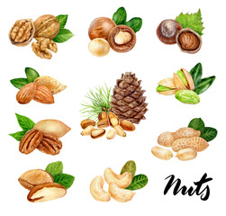 Nuts big set composition watercolor isolated on white background