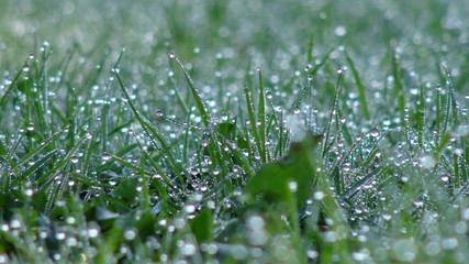 Dew on grass