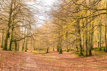 Autumn Landscape in the mountain range of Urbasa, Navarra. Spain