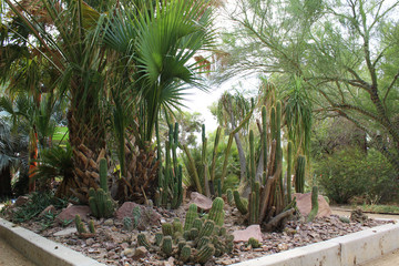 Palm trees and Desert Garden