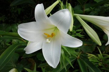 lilie weiß in japan Okinawa © Alexander