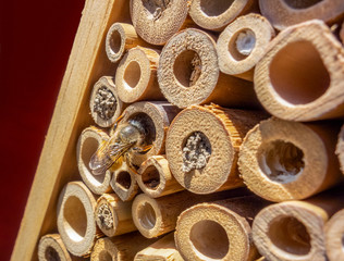 Insect hotel and wild bee