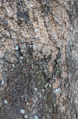 Natural tree bark texture background, old wooden background
