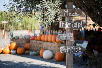 directional signpost in rural area with olive tree and group of pumpkins in background, pumpkin patch sign, fall season festivities