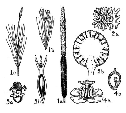 Typhaceae, Pandanaceae, And Naiadaceae Orders Vintage Illustration.