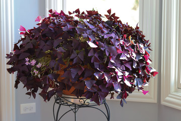 Oxalis triangularis, developed in Brazil, a year round indoor and outdoor plant with deep purple leave and a magnitude of pinkish lavender flowers