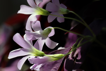 Lively lavender shamrock flowers of the indoor purple leaved oxalis triangularis, reach for the morning sunlight. 