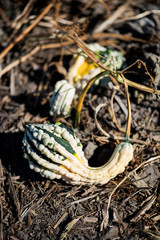 decorative crookneck gourds growing in field at pumpkin patch, variety of autumn pumpkins