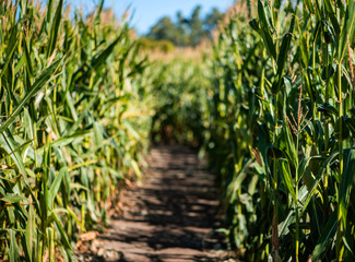 path in corn maze, pumpkin patch activities, corn field walkway, autumn cornfield, entering a maze, autumn family fun, halloween festivities 