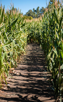 path in corn maze, pumpkin patch activities, corn field walkway, autumn cornfield, entering a maze, autumn family fun, halloween festivities 