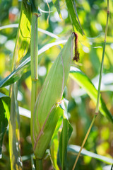 fresh corn growing in the field, corn farm, autumn harvest, green husk, organic farming