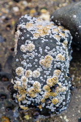 barnacles on a rock