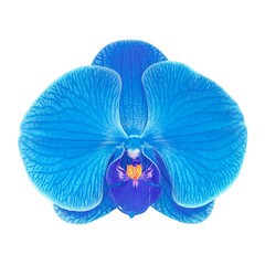 blue orchid flower isolated on white background.