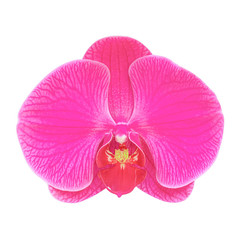pink orchid flower isolated on white background.