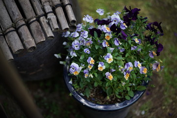 Fototapeta na wymiar 植木鉢の花
