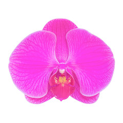 purple orchid flower isolated on white background.