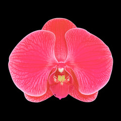 red orchid flower isolated on black background.