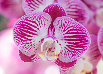 purple orchid flowers with natural background.