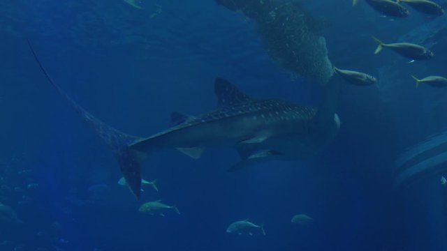 Shark and Fish Swimming in Aquarium in Slow Motion
