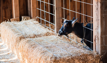 black goat with one horn sticking head through wire fence, portrait of a bearded goat at farm hay bale in the foreground, copyspace, farm animal portrait, funny goat, 