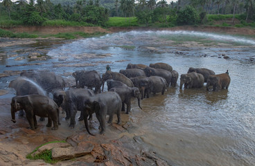 Asian elephants walking  in a river near the village of Pinnawala. Sri Lanka