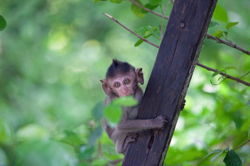 可愛いサル