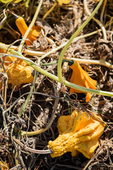 agricultural, agriculture, antique, autumn, background, blue sky, colorful, corn field, corn maze, crop, decoration, equipment, fall, farm, farming, festive, field, field trip, food, fresh, garden, go