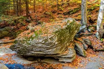 Mountain river in the forest 