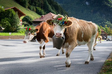 cows on the annual transhumance at Charmey near Gruyeres, Fribourg zone on the Swiss alps