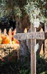 directional signpost in rural area with olive tree and group of pumpkins in background, pumpkin patch sign, fall season festivities