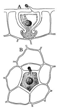 G. Pyriforme Hydatode vintage illustration.