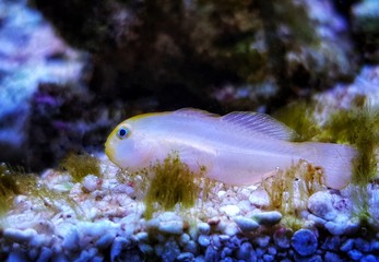 Rare Albino Yellow clown goby - Gobiodon okinawae