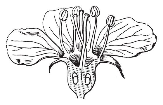 black and white flower anatomy drawing clip art preview
