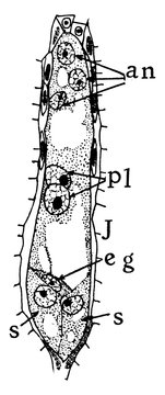Megaspore Formation Stage 10 vintage illustration.