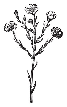 Flax, Linseed, Linaceae, crop, Flowers, pale, petals vintage illustration.
