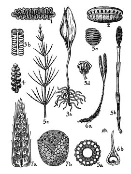 Marattiaceae and Ophioglossaceae vintage illustration.