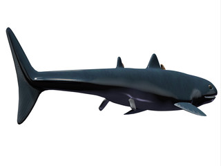 Obraz premium Cladoselache Shark Tail - Cladoselache was a carnivorous shark that lived in North America during the Devonian Period.