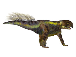 Psittacosaurus Dinosaur Tail - Psittacosaurus was a herbivore Ceratopsian dinosaur that lived in Asia during the Cretaceous Period.