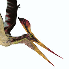 Pteranodon longiceps Head - Pteranodon was a carnivorous Pterosaur bird of prey that lived in North America during the Cretaceous Period. © Catmando