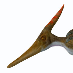 Pteranodon Reptile Head - Pteranodon was a carnivorous Pterosaur bird of prey that lived in North America during the Cretaceous Period. © Catmando