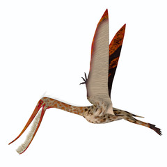 Pterodaustro Pterosaur Wings Up - Pterodaustro was a carnivorous predatory bird that lived in South America during the Cretaceous Period. © Catmando