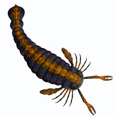 Pterygotus Scorpion Tail - Pterygotus was a carnivorous marine arthropod that lived in seas of the Silurian and Devonian Periods.